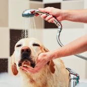 Produkty niezbędne do pielęgnacji i dbania o higienę psa