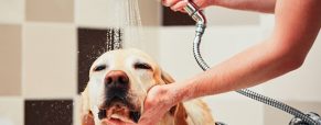 Produkty niezbędne do pielęgnacji i dbania o higienę psa
